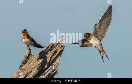 Die willkommene Schwalbe (Hirundo neoxena) ist ein kleiner Singvogel aus der Schwalbenfamilie. Es ist eine Art, die in Australien und den nahe gelegenen Inseln und Insel beheimatet ist Stockfoto