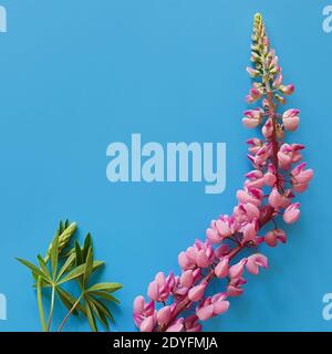 Nahaufnahme von rosa Lupine mit langem Stiel auf marineblauem Hintergrund. Quadratisches Foto, Draufsicht mit Trendschatten. Stockfoto