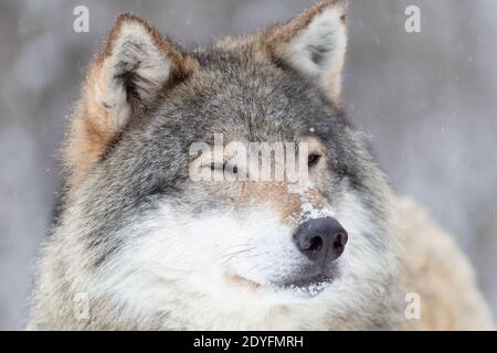 Fokussierte Wolf steht in einer wunderschönen und sehr kalten Winter Wald Stockfoto