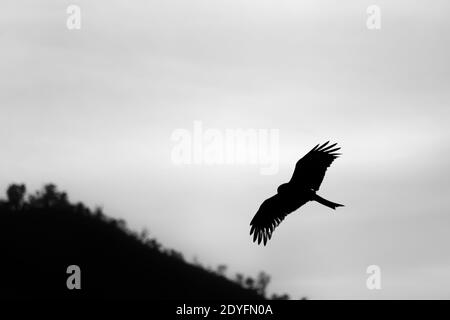 Nahaufnahme der Silhouette eines fliegenden Adlervogels Im Himmel mit offenen Flügeln Stockfoto