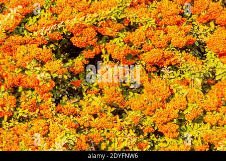 Frucht der Beeren von Pyramicantha fortuneana mit Blättern gepflanzt in Naqsh-e Jahan Square oder Imam squre, Isfahan, Iran Stockfoto