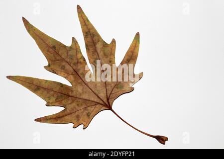 Platanenblatt auf weißem Hintergrund. Platanenblatt im Herbst. Stockfoto