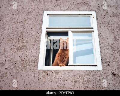 Weimar, Deutschland. Dezember 2020. Eine Katze mit rötlichem Fell blickt aus dem Fenster eines Wohnhauses in der Innenstadt. Quelle: Soeren Stache/dpa-Zentralbild/ZB/dpa/Alamy Live News Stockfoto