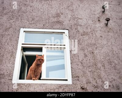 Weimar, Deutschland. Dezember 2020. Eine Katze mit rötlichem Fell blickt aus dem Fenster eines Wohnhauses in der Innenstadt. Quelle: Soeren Stache/dpa-Zentralbild/ZB/dpa/Alamy Live News Stockfoto