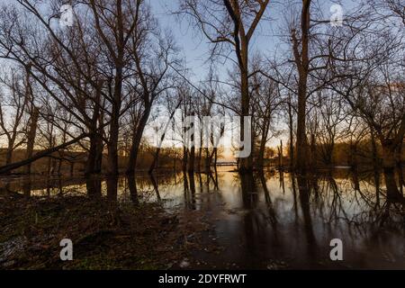 Fluten der Maas im Winter im Nationalpark Eijsder Beemden bei Maastricht, die wunderbare Reflexe der Bäume gibt Stockfoto