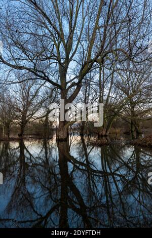 Fluten der Maas im Winter im Nationalpark Eijsder Beemden bei Maastricht, die wunderbare Reflexe der Bäume gibt Stockfoto