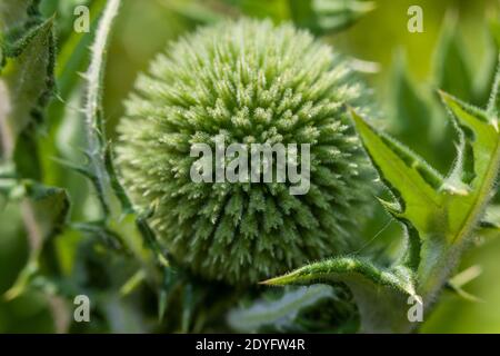 Drüsendistel, Bolltistel (Echinops sphaerocephalus) Stockfoto