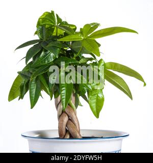 Malabar Kastanie, Strandkastanj (pachira Aquatica) Stockfoto