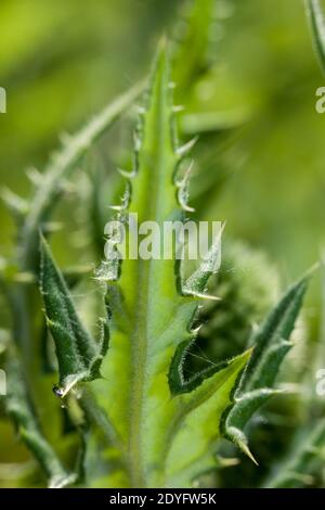 Drüsendistel, Bolltistel (Echinops sphaerocephalus) Stockfoto