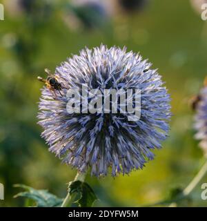 Blauer Globus Thistle, Blå bolltistel (Echinops bannaticus) Stockfoto