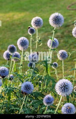 Blauer Globus Thistle, Blå bolltistel (Echinops bannaticus) Stockfoto