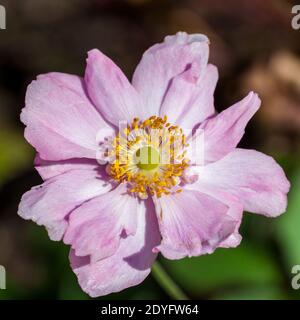 'Queen Charlotte, Königin Charlotte' Japanische Anemone, Höstanemon (Anemone hipehensis) Stockfoto