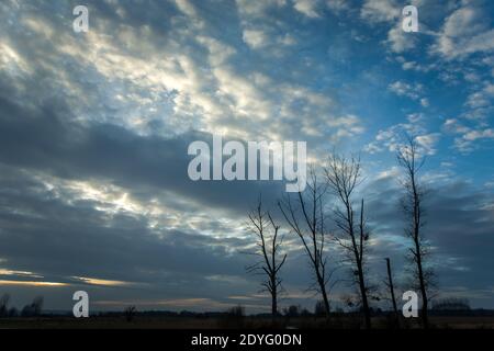 Bäume ohne Blätter und Abendwolken am blauen Himmel Stockfoto