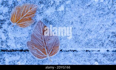 Eine Aufnahme von zwei heruntergefallenen Blättern, die mit Frost bedeckt sind Auf dem verschneiten Boden im bitteren Winter Stockfoto