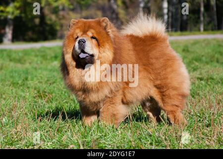 Ein großer rothaariger, zotteliger Hund der Chow-Rasse steht im Park auf grünem Gras Stockfoto