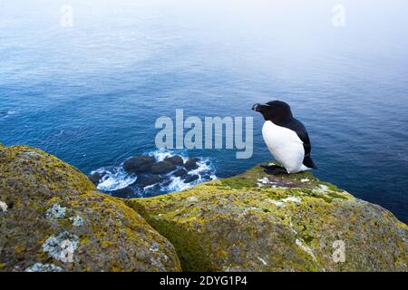 Razorbill sitzt auf einer felsigen Klippe mit Meer im Hintergrund Stockfoto