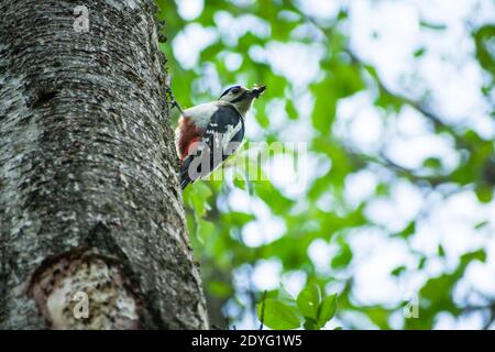 Ein Specht mit einem Insekt im Schnabel auf einem Baum, Frühlingstag Stockfoto