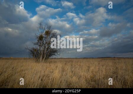 Bäume wachsen auf trockenen Wiesen mit hohen Gräsern, Herbstlandschaft Stockfoto