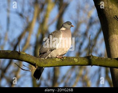Die größte und häufigste der wilden Tauben in Großbritannien, die Wood Pigeon ist ein häufiger Besucher in städtischen Gärten, obwohl riesige Schwärme können sich sammeln rural Stockfoto