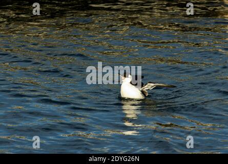 Ein Guillemot im Wintergefieder dehnt seine Flügel nach einem Tauchgang auf der Suche nach Nahrung im Scarborough Hafen. Stockfoto