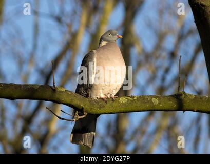 Die größte und häufigste der wilden Tauben in Großbritannien, die Wood Pigeon ist ein häufiger Besucher der städtischen Gärten, obwohl riesige Schwärme in ländlichen sammeln können Stockfoto