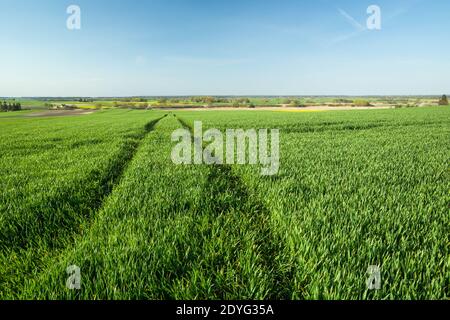 Spuren von Rädern in grünem Korn, Horizont und Himmel, Frühlingstag Stockfoto