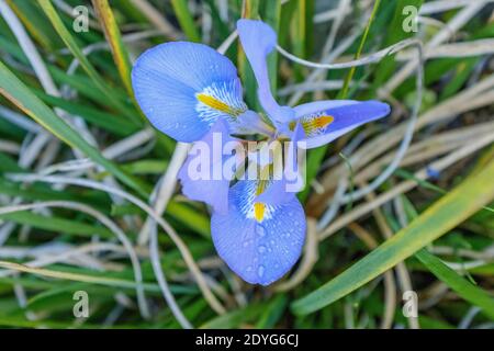 Iris unguicularis, die algerische Iris, ist eine rhizomatöse Blütenpflanze. Sie wächst bis zu 30 cm mit grasigen immergrünen Blättern, die bleichen Flieder oder Lila produzieren Stockfoto