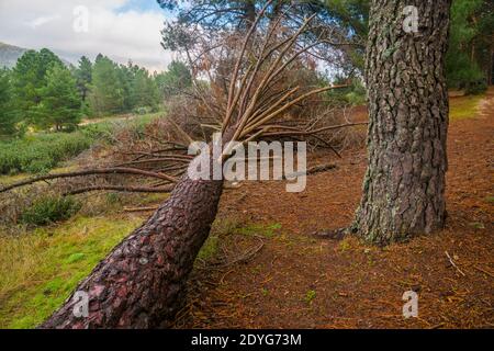 Gefallene Kiefer im Kiefernwald. Bustarviejo, Provinz Madrid, Spanien. Stockfoto