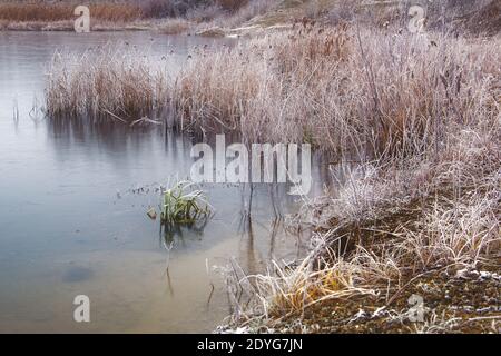 Gefrorener See mit trockenem Gras und Schilf mit Frost bedeckt Im Wintermorgen Stockfoto