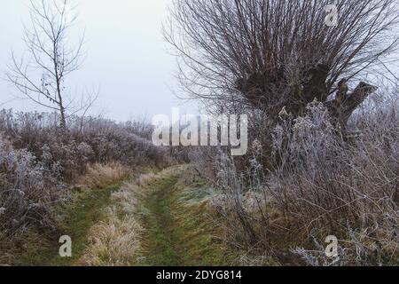 Landschaft schlammige Straße in den frühen Wintermorgen mit mattem Gras Und Weidenbaum Stockfoto