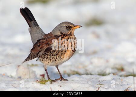 Ein Erwachsener Fieldfare (Turdus pilaris) Fütterung auf gefallenen Äpfeln mit Schnee auf dem Boden in Winter in Großbritannien Stockfoto