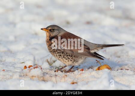 Ein Erwachsener Fieldfare (Turdus pilaris) Fütterung auf gefallenen Äpfeln mit Schnee auf dem Boden in Winter in Großbritannien Stockfoto