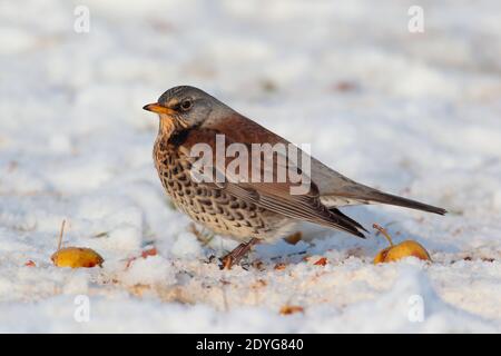 Ein Erwachsener Fieldfare (Turdus pilaris) Fütterung auf gefallenen Äpfeln mit Schnee auf dem Boden in Winter in Großbritannien Stockfoto