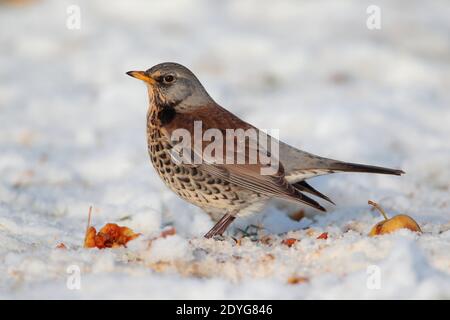 Ein Erwachsener Fieldfare (Turdus pilaris) Fütterung auf gefallenen Äpfeln mit Schnee auf dem Boden in Winter in Großbritannien Stockfoto