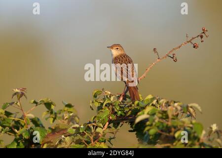 Ein männlicher Heuschreckengrasmücke (Locustella naevia) Singen von einem freiliegenden Barsch früh ein Frühling morgend in Südbritanien Stockfoto