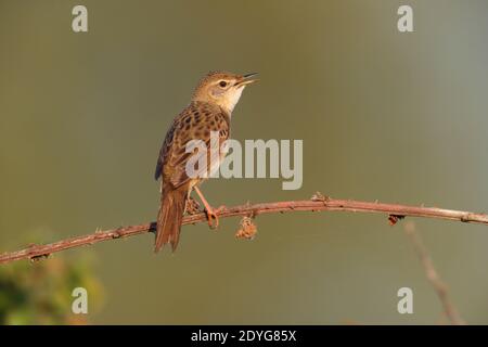 Ein männlicher Heuschreckengrasmücke (Locustella naevia) Singen von einem freiliegenden Barsch früh ein Frühling morgend in Südbritanien Stockfoto