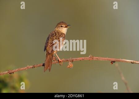 Ein männlicher Heuschreckengrasmücke (Locustella naevia) Singen von einem freiliegenden Barsch früh ein Frühling morgend in Südbritanien Stockfoto