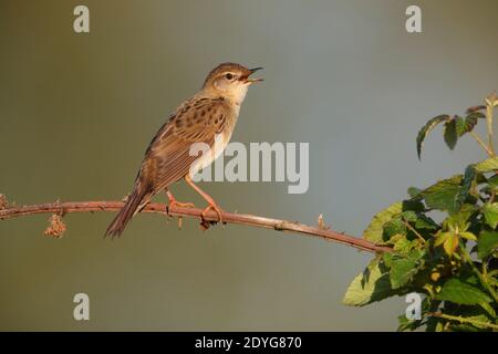 Ein männlicher Heuschreckengrasmücke (Locustella naevia) Singen von einem freiliegenden Barsch früh ein Frühling morgend in Südbritanien Stockfoto