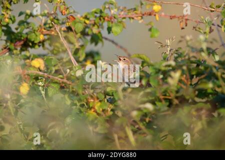 Ein männlicher Heuschreckengrasmücke (Locustella naevia) Singen von einem freiliegenden Barsch früh ein Frühling morgend in Südbritanien Stockfoto