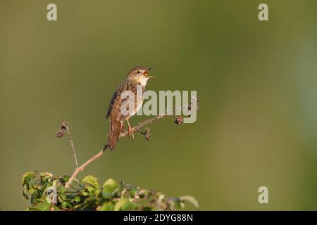 Ein männlicher Heuschreckengrasmücke (Locustella naevia) Singen von einem freiliegenden Barsch früh ein Frühling morgend in Südbritanien Stockfoto