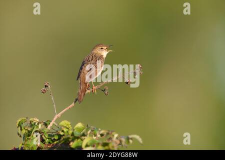 Ein männlicher Heuschreckengrasmücke (Locustella naevia) Singen von einem freiliegenden Barsch früh ein Frühling morgend in Südbritanien Stockfoto