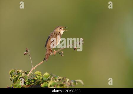 Ein männlicher Heuschreckengrasmücke (Locustella naevia) Singen von einem freiliegenden Barsch früh ein Frühling morgend in Südbritanien Stockfoto