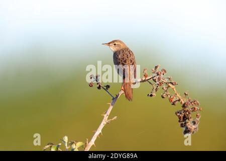 Ein männlicher Heuschreckengrasmücke (Locustella naevia) Singen von einem freiliegenden Barsch früh ein Frühling morgend in Südbritanien Stockfoto