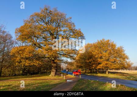 Winteransicht von Eichen in Richmond Park, London, Großbritannien. Stockfoto