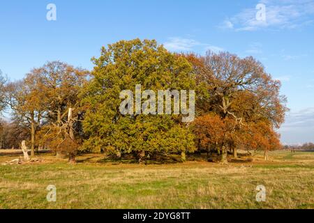 Winteransicht von Eichen in Richmond Park, London, Großbritannien. Stockfoto