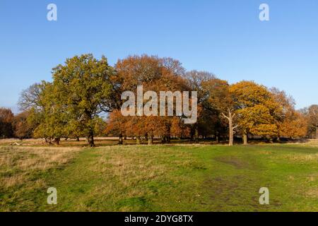 Winteransicht von Eichen in Richmond Park, London, Großbritannien. Stockfoto