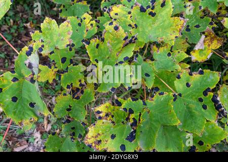 Teerflecken, eine durch den Pilz Rhytisma acerinum auf Platanenblättern an der Themse verursachte Blattfleckkrankheit, Barnes, London, Großbritannien. Stockfoto