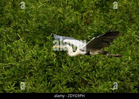 Cocoi Heron (Ardea Cocoi) im Flug Stockfoto