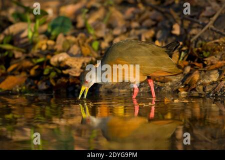 Grau-necked Holz Schiene (Aramide Cajanea) Stockfoto