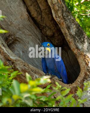 Hyazinthara (Anodorhynchus hyazinthus) in einem hohlen Baumnest Stockfoto